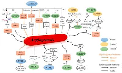 Research Progress for RNA Modifications in Physiological and Pathological Angiogenesis